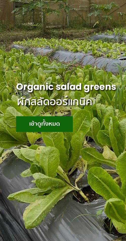 banner_oganic_01